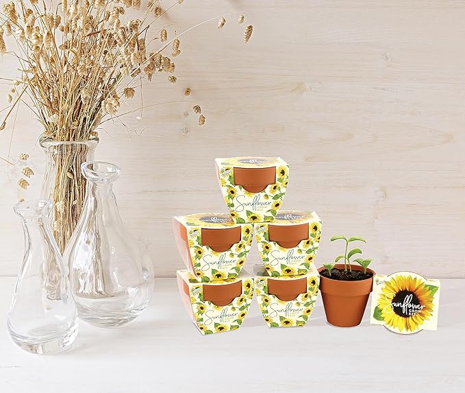 BUZZY Seeds Sunflower Daydream Collection 6-Pack Mini Terracotta Grow Pots, Includes Seed Packets and Growing Medium, Flower Starter Kit for Kids and Adults, Indoor Gardening Gift, Wedding Favors