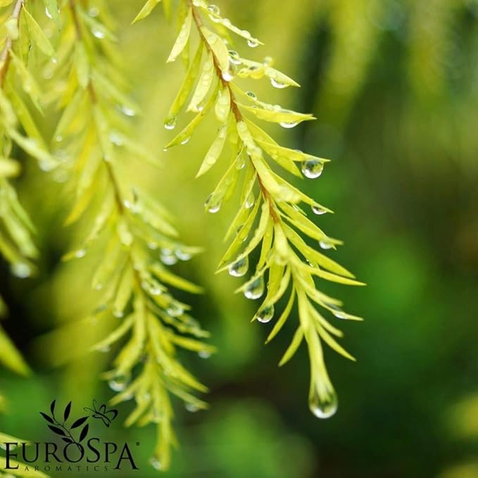 EuroSpa Aromatics Pure Eucalyptus Oil ShowerMist and Steam Room Spray, All-Natural Premium Aromatherapy Essential Oils - Tea Tree Infused, Duo Pack, 8oz and 2oz