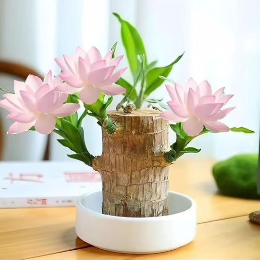 Lucky Wood Plant, Small Indoor Plant, Brazilian Wood Plants, About to Sprout, Office Desk Ornaments, Kitchen, Living Room, Home Decoration（Light Pink）