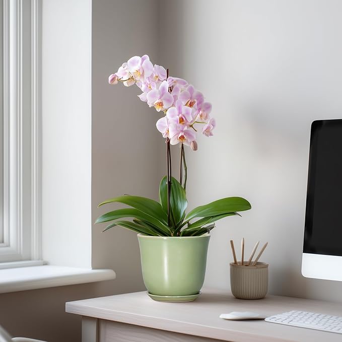 5.6 Inch Plant Pot - Ceramic Pots for Plants Indoor Outdoor, Round Orchid Succulent Pot with Drainage Hole and Saucer, Modern Small Planter, Home Room Window Decor, Plants Lover Gift, Green