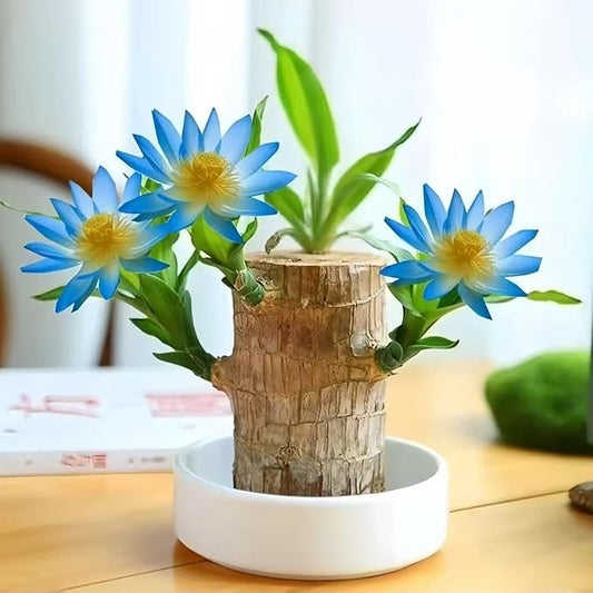 Lucky Wood Plant, Small Indoor Plant, Brazilian Wood Plants, About to Sprout, Office Desk Ornaments, Kitchen, Living Room, Home Decoration