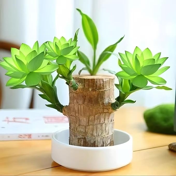 Lucky Wood Plant, Small Indoor Plant, Brazilian Wood Plants, About to Sprout, Office Desk Ornaments, Kitchen, Living Room, Home Decoration