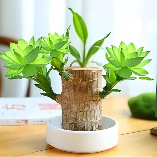 Lucky Wood Plant, Small Indoor Plant, Brazilian Wood Plants, About to Sprout, Office Desk Ornaments, Kitchen, Living Room, Home Decoration