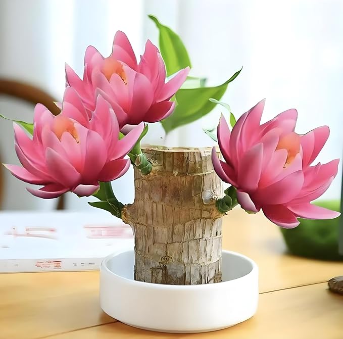 Lucky Wood Plant, Small Indoor Plant, Brazilian Wood Plants, About to Sprout, Office Desk Ornaments, Kitchen, Living Room, Home Decoration