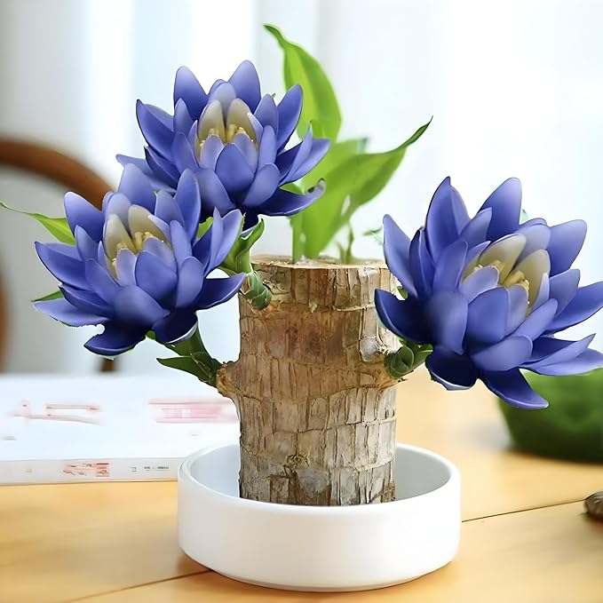 Lucky Wood Plant, Small Indoor Plant, Brazilian Wood Plants, About to Sprout, Office Desk Ornaments, Kitchen, Living Room, Home Decoration