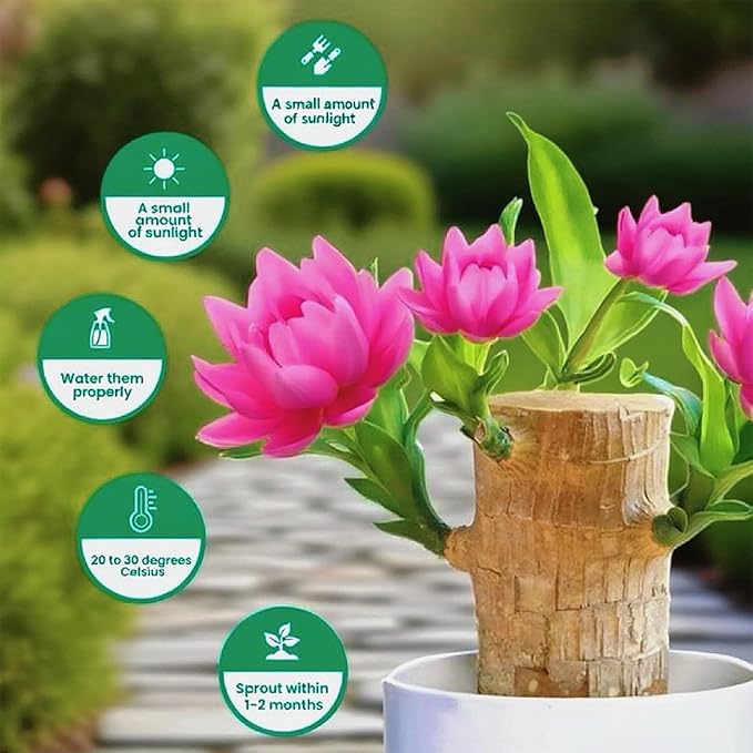 Lucky Wood Plant, Small Indoor Plant, Brazilian Wood Plants, About to Sprout, Office Desk Ornaments, Kitchen, Living Room, Home Decoration（Orange）