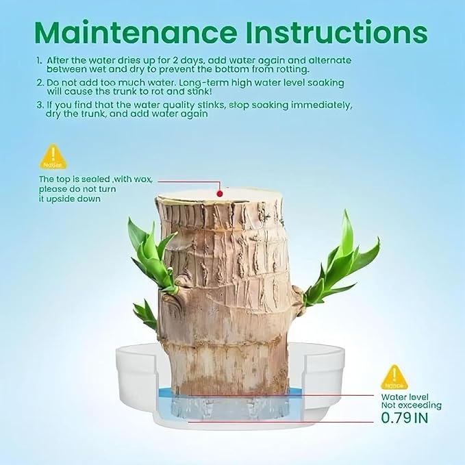 Lucky Wood Plant, Small Indoor Plant, Brazilian Wood Plants, About to Sprout, Office Desk Ornaments, Kitchen, Living Room, Home Decoration（Orange）