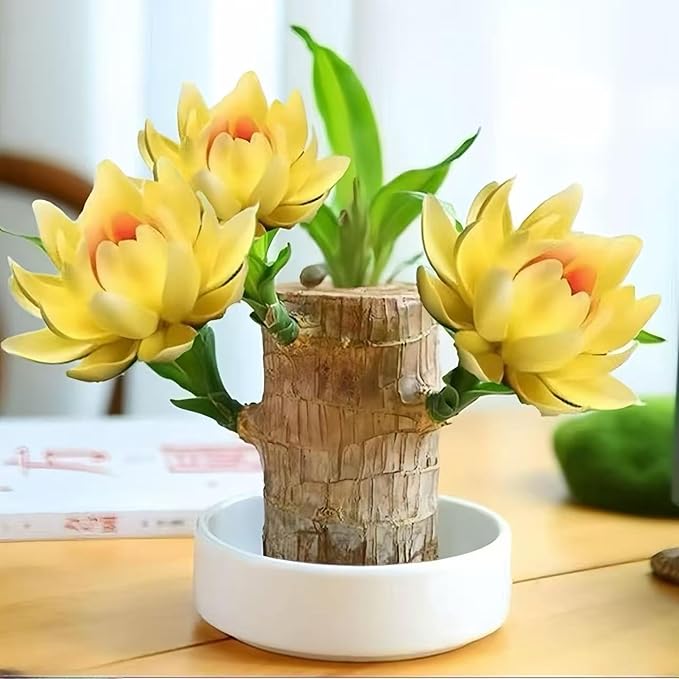 Lucky Wood Plant, Small Indoor Plant, Brazilian Wood Plants, About to Sprout, Office Desk Ornaments, Living Room, Home Decoration Yellow