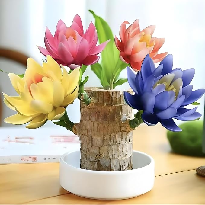 Lucky Wood Plant, Small Indoor Plant, Brazilian Wood Plants, About to Sprout, Office Desk Ornaments, Kitchen, Living Room, Home Decoration