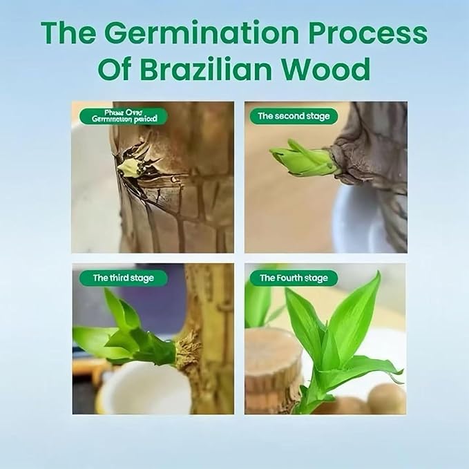 Lucky Wood Plant, Small Indoor Plant, Brazilian Wood Plants, About to Sprout, Office Desk Ornaments, Living Room, Home Decoration Yellow