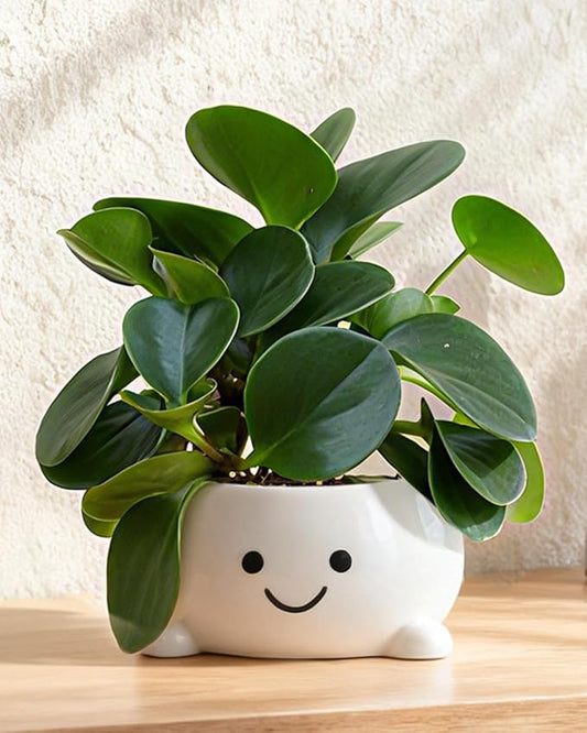 Smily Face Planter Pot Funny Toilet Plant Pots Cute Ceramic Flower Head Planters Succulent Pots for Indoor Outdoor Plants Unique Bathroom Planter with Drainage Hole