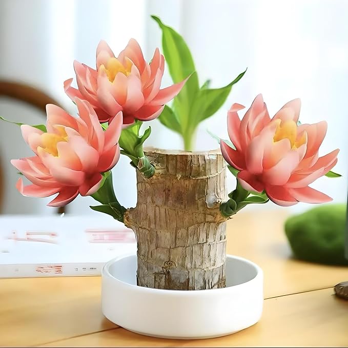 Lucky Wood Plant, Small Indoor Plant, Brazilian Wood Plants, About to Sprout, Office Desk Ornaments, Kitchen, Living Room, Home Decoration（Orange）