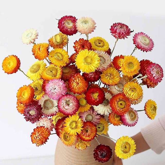 30Pcs Dried Strawflowers Bouquet, 14 - 17" Real Dried Daisy Flowers with Long Stems for Wedding, Farmhouse, Table & Home Decor, Yellow & Orange Fall Floral for Vase or DIY Arrangement
