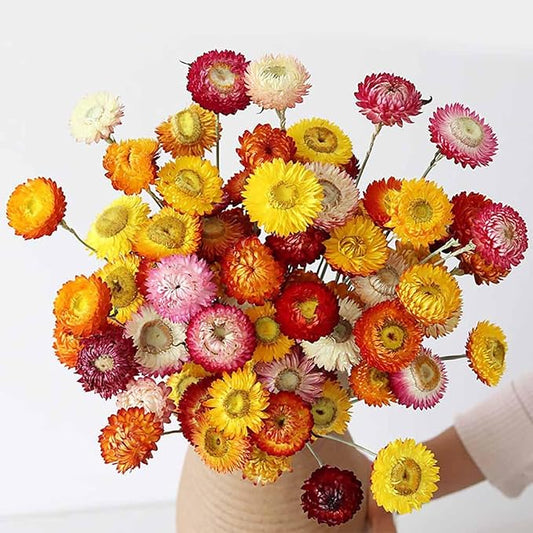 30Pcs Dried Strawflowers Bouquet, 14 - 17" Real Dried Daisy Flowers with Long Stems for Wedding, Farmhouse, Table & Home Decor, Yellow & Orange Fall Floral for Vase or DIY Arrangement