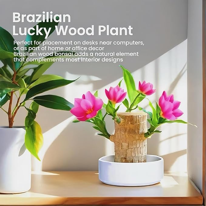 Lucky Wood Plant, Small Indoor Plant, Brazilian Wood Plants, About to Sprout, Office Desk Ornaments, Kitchen, Living Room, Home Decoration （Orange）