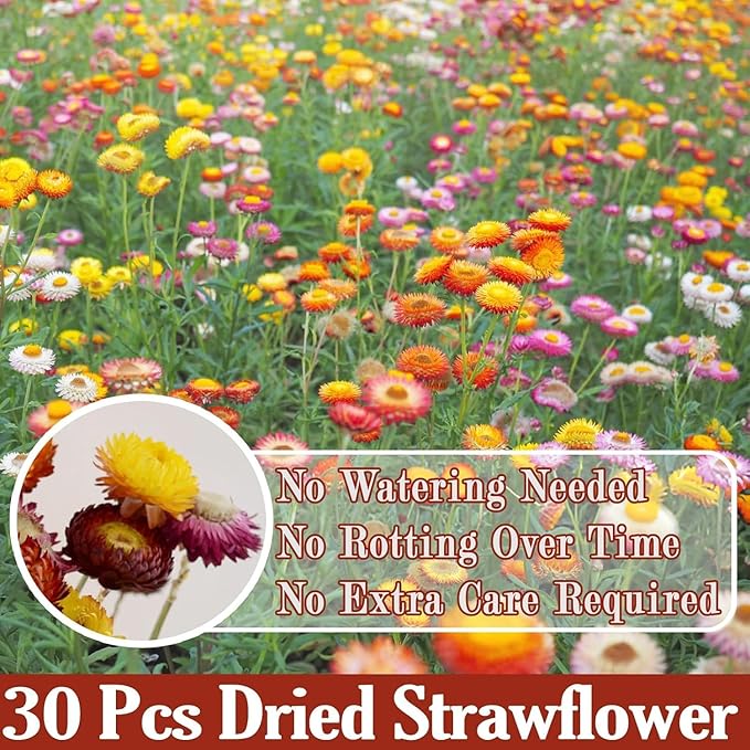 30Pcs Dried Strawflowers Bouquet, 14 - 17" Real Dried Daisy Flowers with Long Stems for Wedding, Farmhouse, Table & Home Decor, Yellow & Orange Fall Floral for Vase or DIY Arrangement