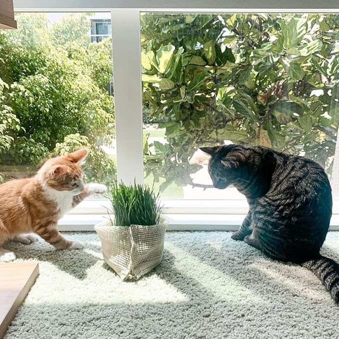 Cotton Mesh Produce Bags - Washable, Organic Cotton Vegetable Storage Bags - Large Net Mesh Onion & Potato Storage Sacks - 14"x18" (6 XL)