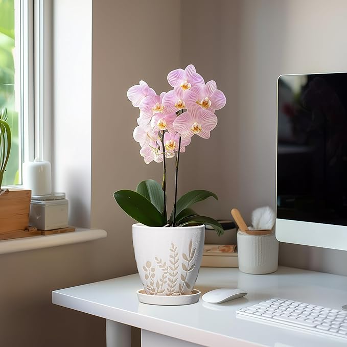 6 Inch Plant Pot with Drainage and Saucer - Small Decorative Flower Pot for Succulents Herbs Plants, Indoor Succulent Planter, Desk Office Room Home Decor, Gifts for Plant Lovers, White