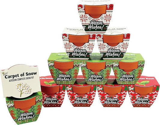 BUZZY Seeds Holiday Mini Terracotta Pots Grow Kit, 12-Pack Assorted Christmas Basil, Spruce, and Alyssum Seed Packets, Indoor Plant Starter Set, Stocking Stuffers, Party Favors