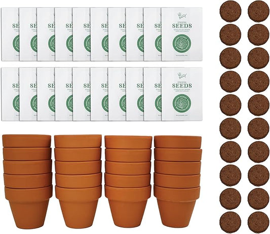 BUZZY Seeds Spruce Terracotta Mini Grow Pots – Indoor Tree Starter Kit Bulk 20-Pack – DIY Planting Kit – Grow Mini Spruce Trees for Gardening, Classroom Projects, Crafts, Gifts & Earth Day
