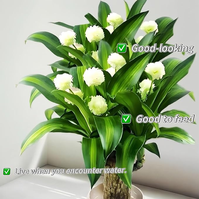 Lucky Wood Plant, Small Indoor Plant, Brazilian Wood Plants, About to Sprout, Office Desk Ornaments, Kitchen, Living Room, Home Decoration（Orange）