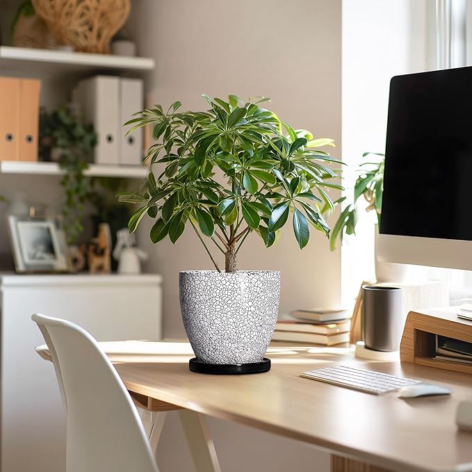 Ceramic Plant Pots - 6 Inch Planters for Indoor Outdoor Plants, Round Plant Pot with Drainage Hole and Saucer, Ceramic Succulent Pots, Desk House Decor, Gardening Gifts for Women, White-Black