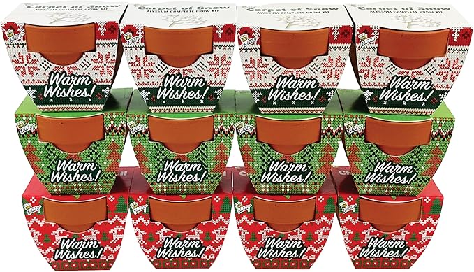 BUZZY Seeds Holiday Mini Terracotta Pots Grow Kit, 12-Pack Assorted Christmas Basil, Spruce, and Alyssum Seed Packets, Indoor Plant Starter Set, Stocking Stuffers, Party Favors
