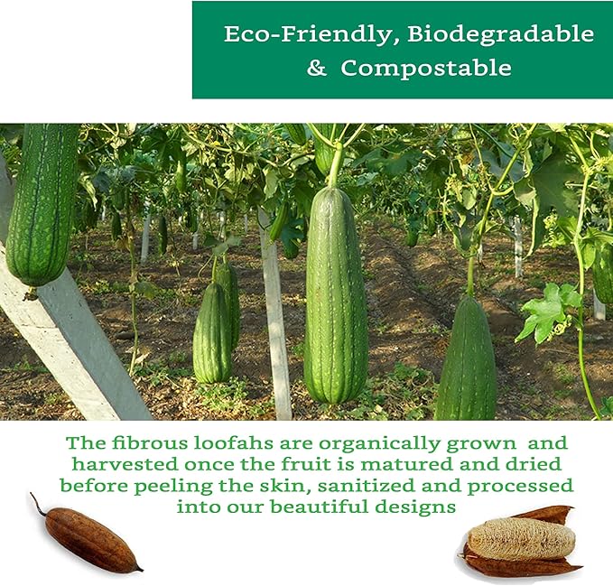 Natural Loofah Exfoliating Sponge (4 Pack) - Loofa Exfoliating Body Scrubber - Biodegradable Organic Loofah Sponge - Shower Luffa Sponges - Shower Lufa - Estropajos para el Cuerpo