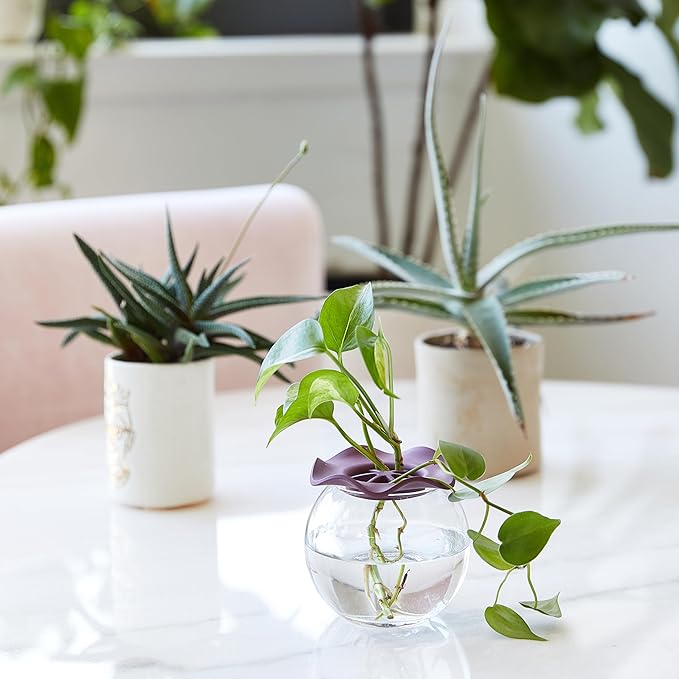 Item Name:Modern Sprout Botanical Keeper for Floral Arranging & Plant Propagation - Eco-Friendly, BPA-Free, Sustainable Materials - Hydration Tray - Gift for Plant Lovers and Gardeners - 2 Pack