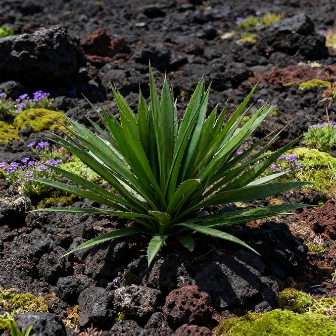 17 Inch Green Artificial Agave Plant Faux Succulents Plants for Home Decor Office Table Centerpiece Indoor Outdoor Succulent Garden Porch Planter Decor (Green)