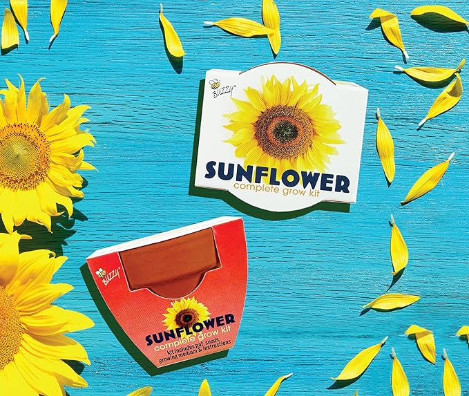 BUZZY Seeds Sunflower 12 Pack Terracotta Mini Grow Pots, Flower Planting Seed Starter Kit for Kids and Adults, Classic Collection Includes Easy Instructions for Growth Success, Gardening Gift