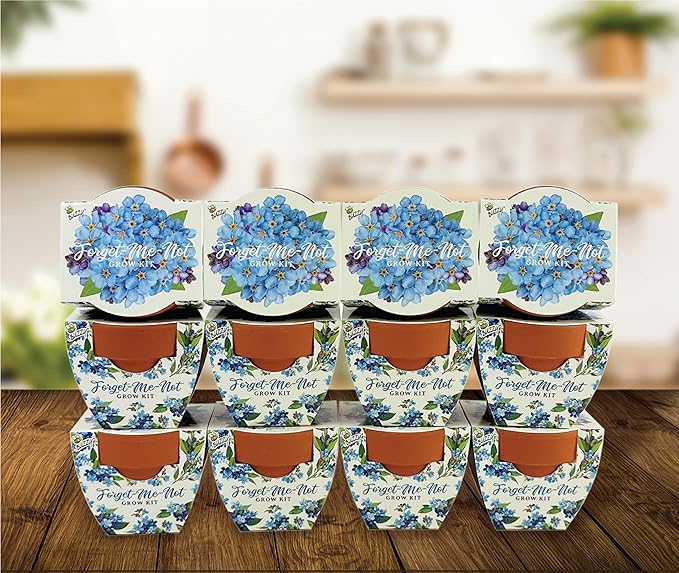 BUZZY Seeds Mini Terracotta Pots 12-Pack Daydream Forget-Me-Not Flowers, All-in-One Seed Starter Kit for Kids and Adults, Indoor Outdoor Gardening Gift, Wedding Favors, Seeds for Planting Flowers